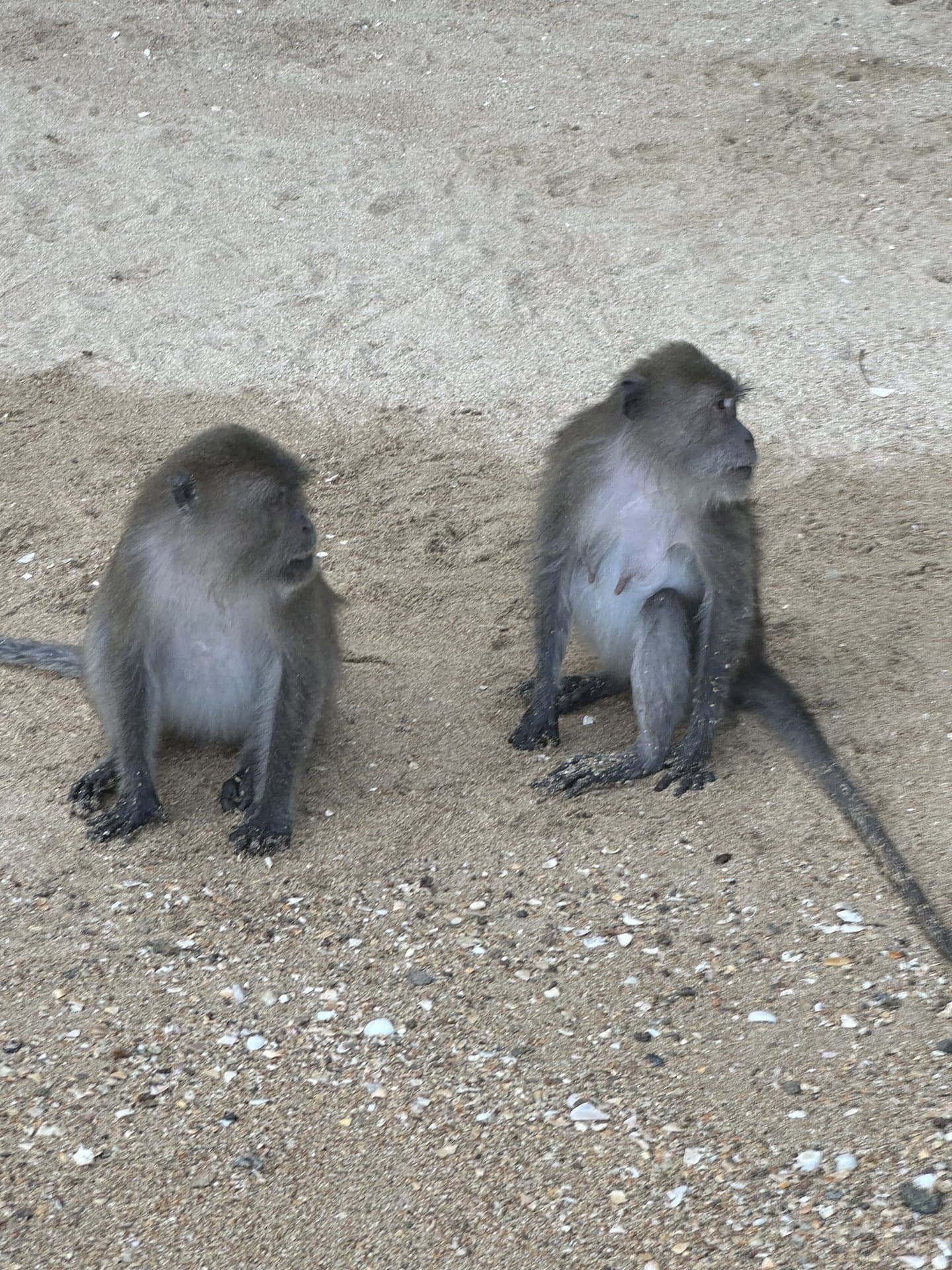 Andaman Dream six-island private day — photo 9